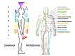 The chakras (energy centers) in the body