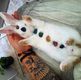 Even pets benefit from crystal healing